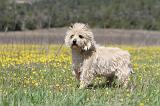 CAIRN TERRIER 278